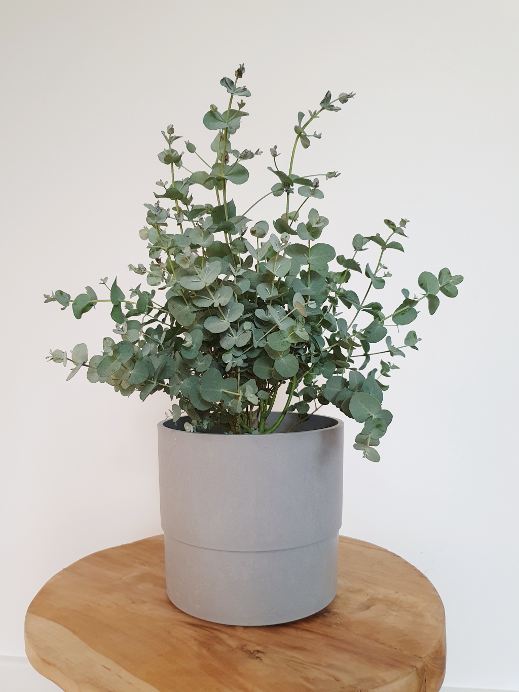 Eukaliptus Gunni: roślina w pigułce. Wymagania i pielęgnacja.